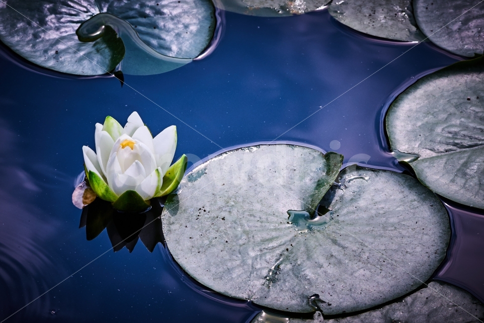 수련,연꽃,연잎,연못,하얀꽃,이쁜꽃,향원정,반영,식물,자연,plants,nature,꽃,flower,감성,sensible,feeling,색깔,색상,색채,색감,color sense,color sensitivity,feeling of color