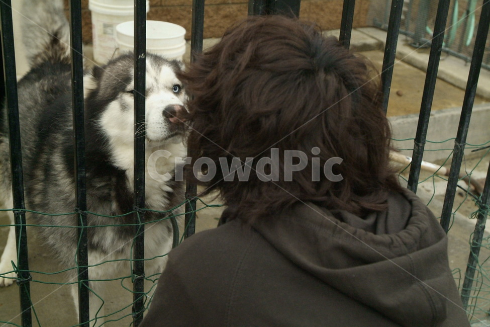 댕댕이,시베리안허스키,철창,love,pets,puppies