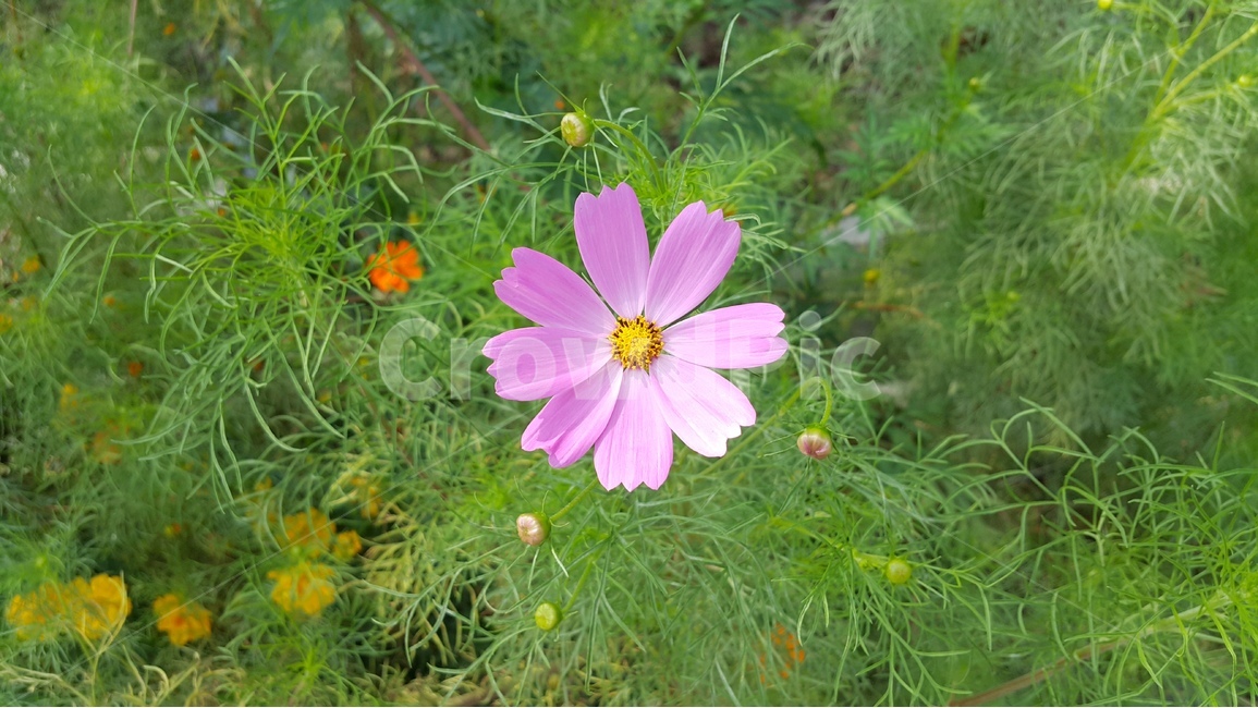코스모스,분홍,꽃,정원,핑크,가을,계절,fall,autumn,season,식물,자연,plants,nature,꽃,flower,geranium,제라늄,blossom,plant,petal,꽃잎