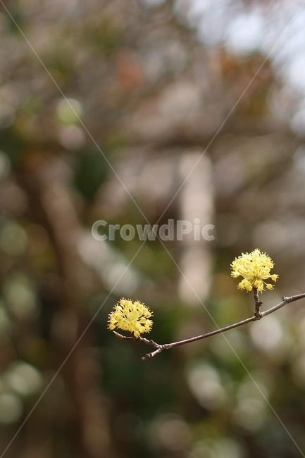 산수유,봄꽃,봄,노랑,풍경,한국풍경,봄,계절,spring,season,식물,자연,plants,nature,꽃,flower,plant