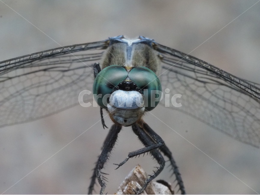 잠자리,곤충,얼굴,dragonfly,자연,접사,동물,animal,곤충,벌레,insect,bug