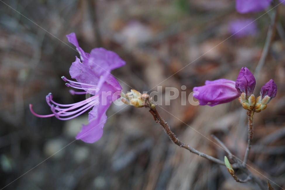 봄,3월,진달래,진달래꽃,꽃잎,꽃술,분홍색,꽃망울,산비탈,4월,봄,계절,spring,season,식물,자연,plants,nature,꽃,flower,plant,geranium,제라늄,blossom