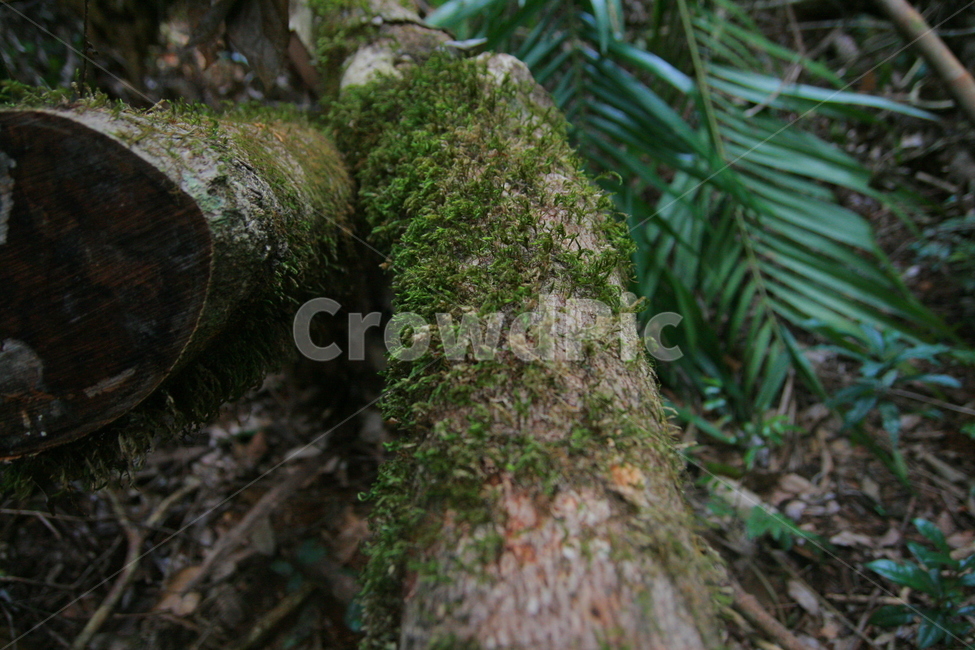 plant,식물,moss,이끼,나무,숲,forest,숲속나무,초록색,green,식물,자연,plants,nature