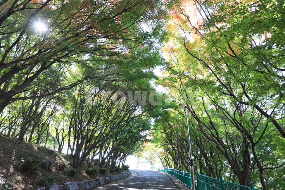 숲,공원,단풍,풍경,가을,가을,계절,fall,autumn,season,자연,풍경,nature,landscape,garden,정원,outdoors,옥외,arbour,정자