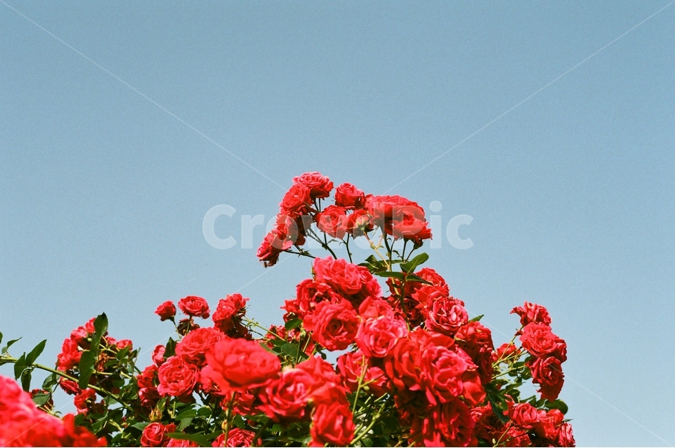 꽃,장미,화사한,필름,봄,감성,식물,자연,plants,nature,꽃,flower