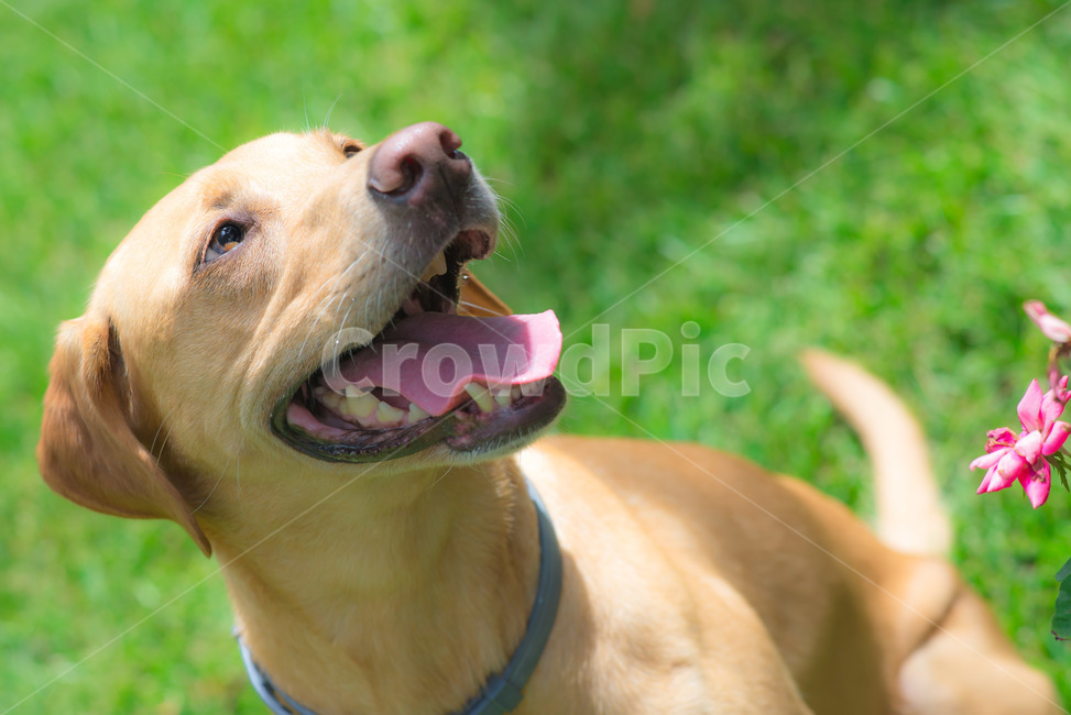 pet,애완동물,동물,dog,animal,동물,animal,포유류,mammal,개,강아지,dog,doggy