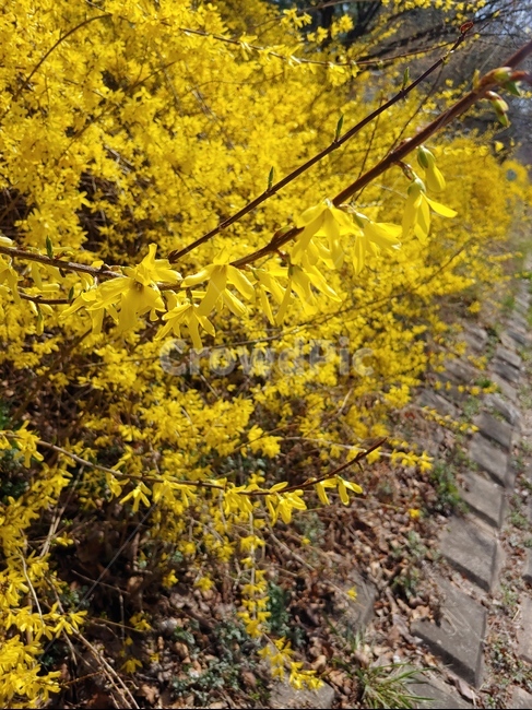 햇살,봄,소풍,여유,힐링,산책,개나리,꽃,꽃길,봄,계절,spring,season,leaf,잎,plant,식물,tree,나무