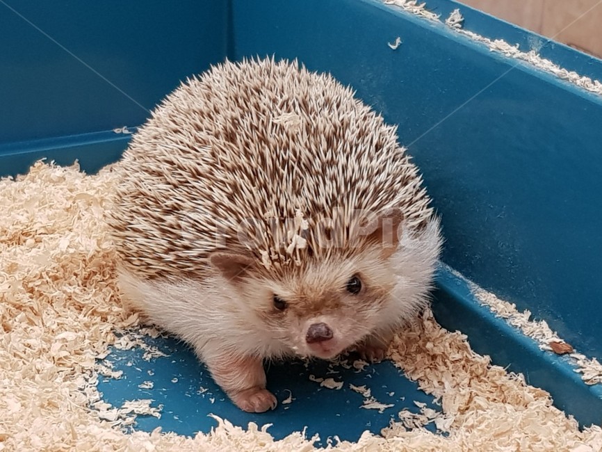 동물,고슴도치,애완,귀여운,animal