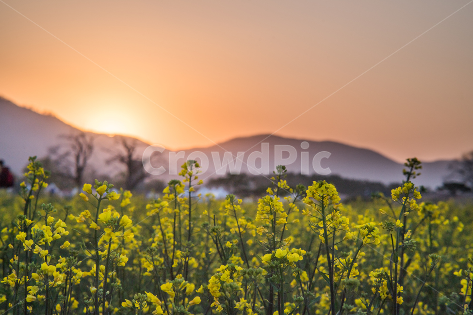 경주,노을,유채꽃,꽃밭,첨성대,봄,계절,spring,season,자연,풍경,nature,landscape,grassland,목초지,field,들,outdoors,옥외,rural,농촌,farm,농장,meadow