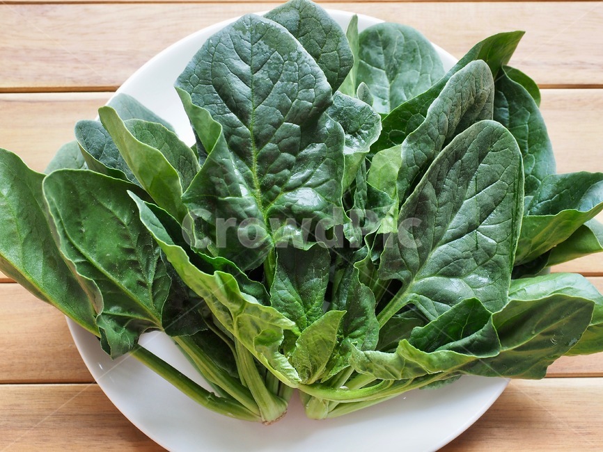 시금치,유기농시금치,채소,유기농,야채,유기농채소,유기농야채,녹색,신선한,신선한채소,음식재료,신선한야채,음식,식재료,요리,food,cook,meal,dishes,food reserves,채소,야채,vegetables