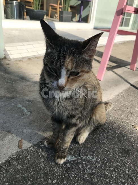 길냥이,길고양이,고양이,쓸쓸한표정,동물