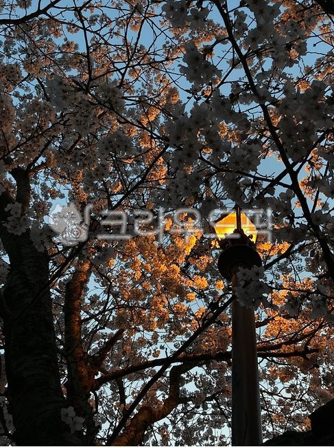 flower,꽃,식물,가로등,분위기