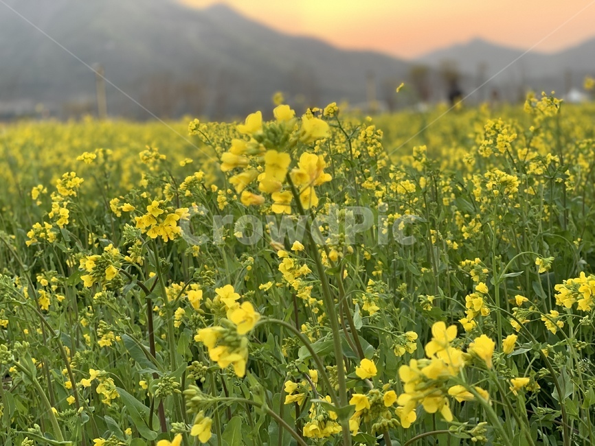 봄,유채꽃,꽃,벚꽃,힐링,자연,봄,계절,spring,season,식물,자연,plants,nature,꽃,flower,field,들,outdoors,옥외,grassland,목초지,meadow,farm,농장,rural,농촌