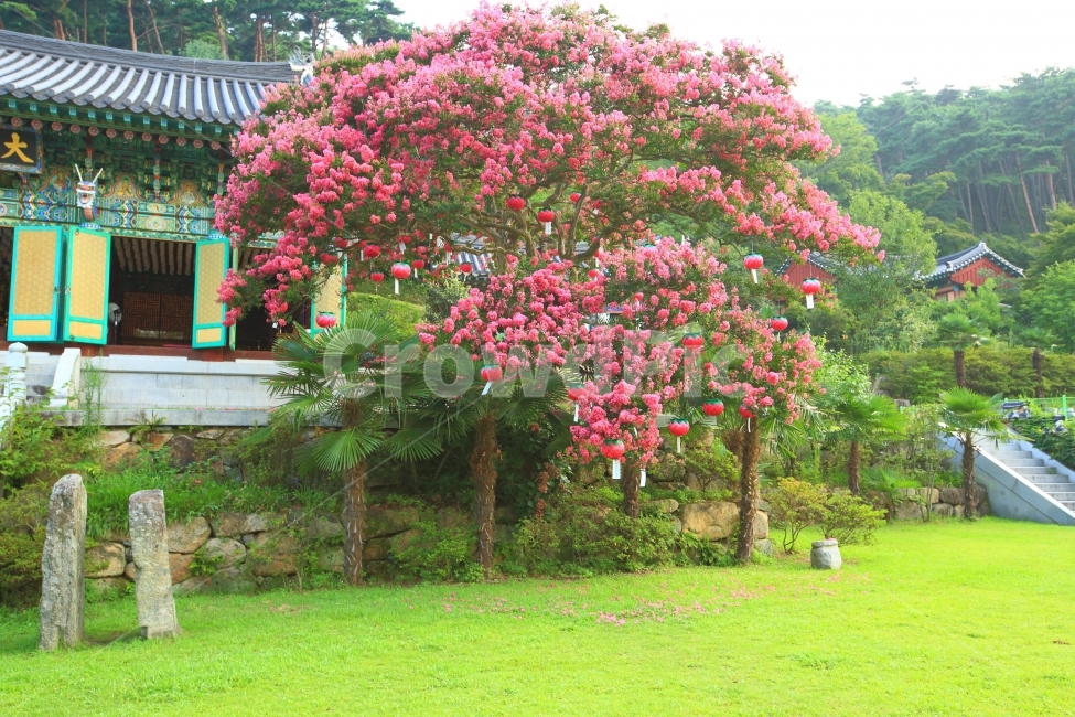 배롱나무꽃,여름,풍경,자연,사찰,한국전통,한국문화,korean traditional,korean culture,식물,자연,plants,nature,나무,trees,wood,종교,신앙,religion,belief,faith