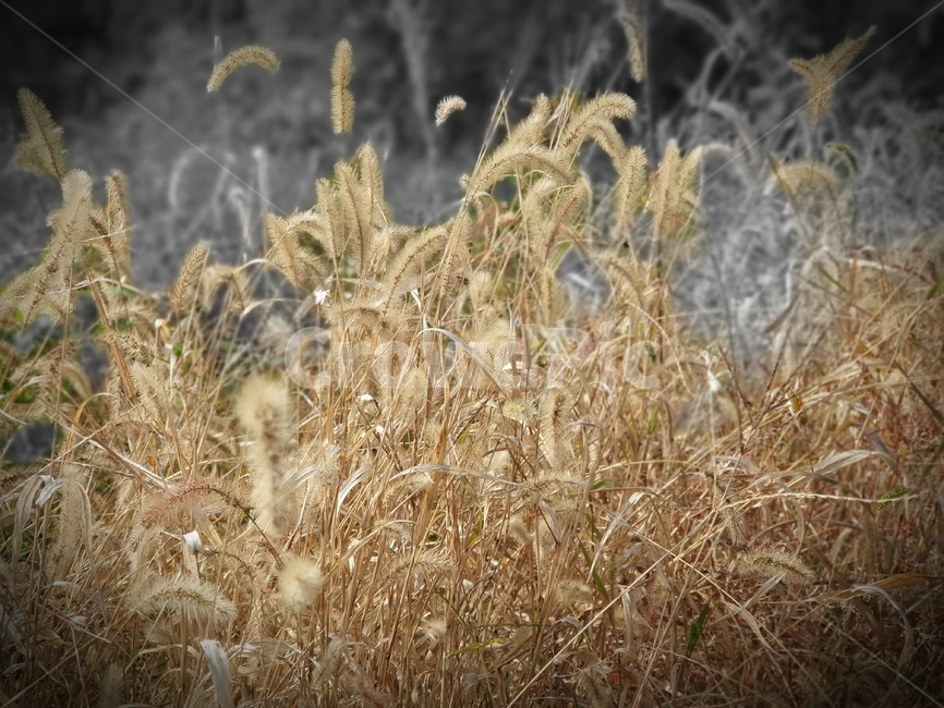 식물,강아지풀,단풍,잡초,잎,가을,plant,잔디,grass,식물,자연,plants,nature