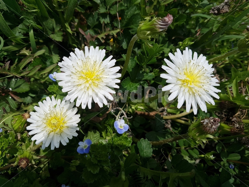 plant,식물,blossom,flower,꽃,민들레