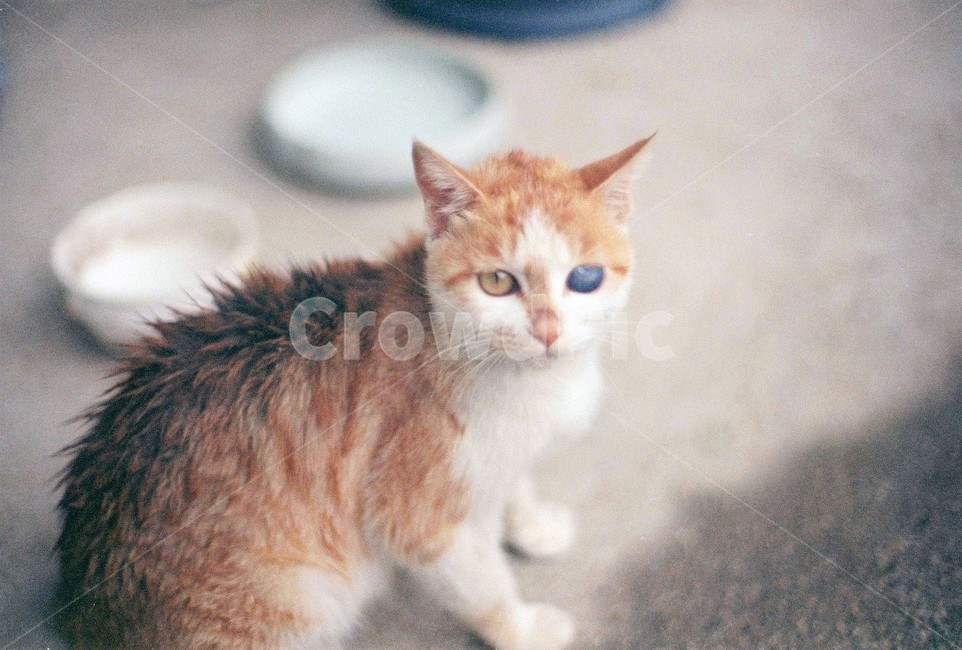 고양이,동물,필름,감성,감성사진,동물,animal,포유류,mammal,고양이,cat,kitten,kitty,감성,sensible,feeling