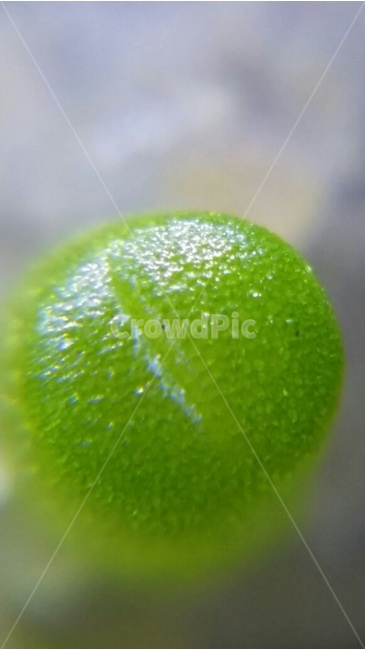 새싹,리톱스,리톱스새싹,초록색,탈피,연두색,green,plant,lightgreen