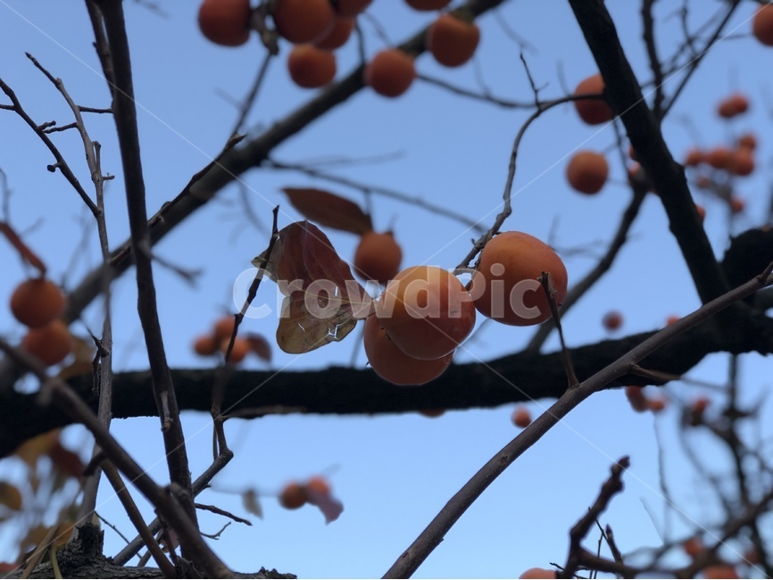 가을,자연,나무,감,한국,감나무,풍경,가을,계절,fall,autumn,season,식물,자연,plants,nature,과일,열매,fruit,plant,food,음식