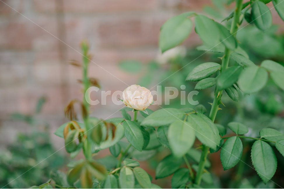 식물,꽃,자연,장미,공원,flower,rose,natur,garden,beauty,beautiful,green,초록색,식물,자연,plants,nature,꽃,flower,감성,sensible,feeling