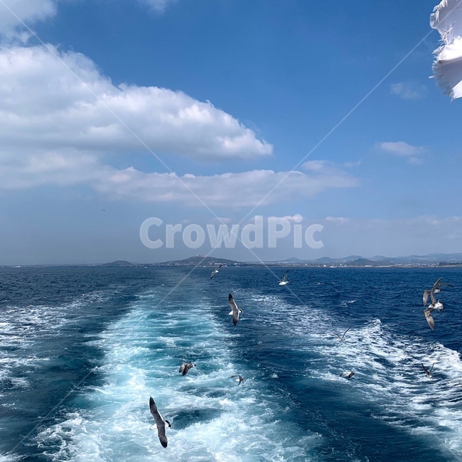 sea,바다,ocean,대양,자연,nature,물,water,갈매기,옥외,outdoors