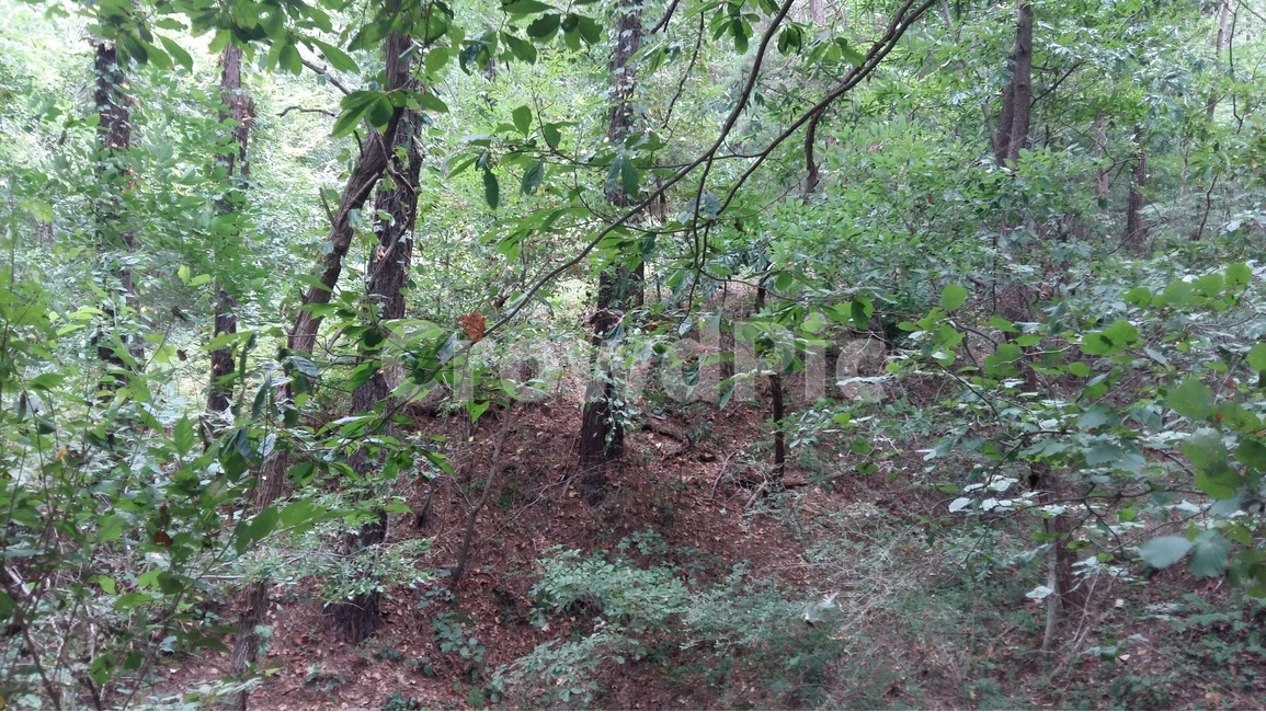 나무,자연,숲,풍경,산책,식물,자연,plants,nature,나무,trees,wood