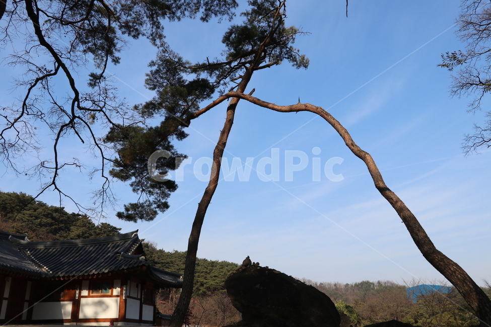 소나무,나무,송림,숲,소나무모습,식물,자연,plants,nature,나무,trees,wood