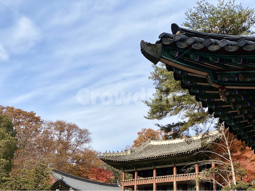창덕궁,창덕궁후원,기와,한옥,궁궐,한국전통,한국문화,korean traditional,korean culture,건축물,건물외관,exterior,building,structure,architecture,construction