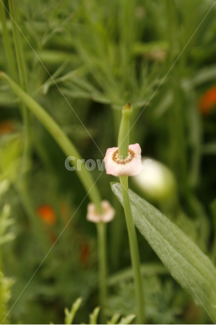 개양귀비,꽃대,식물,flower,plants,nature,꽃,꽃봉오리,꽃밭,식물,자연,plants,nature,꽃,flower
