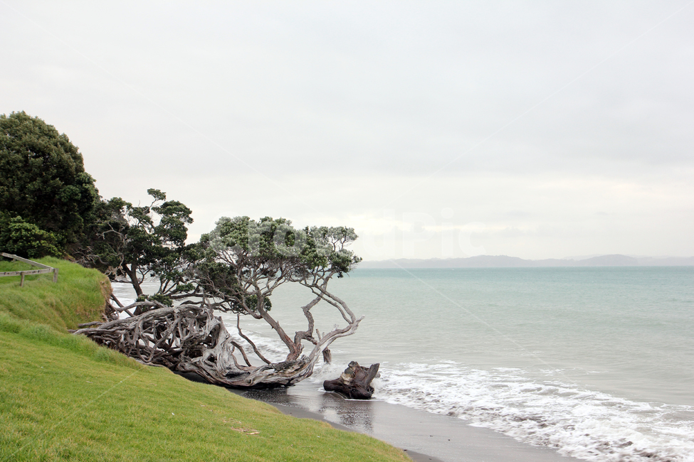 바다,뉴질랜드,세익스피어공원,국립공원,나무,파도,자연,풍경,nature,landscape,해외,외국,세계,foreign,oversea,world,세계자연풍경,해외자연풍경,외국자연풍경,world nature landscape