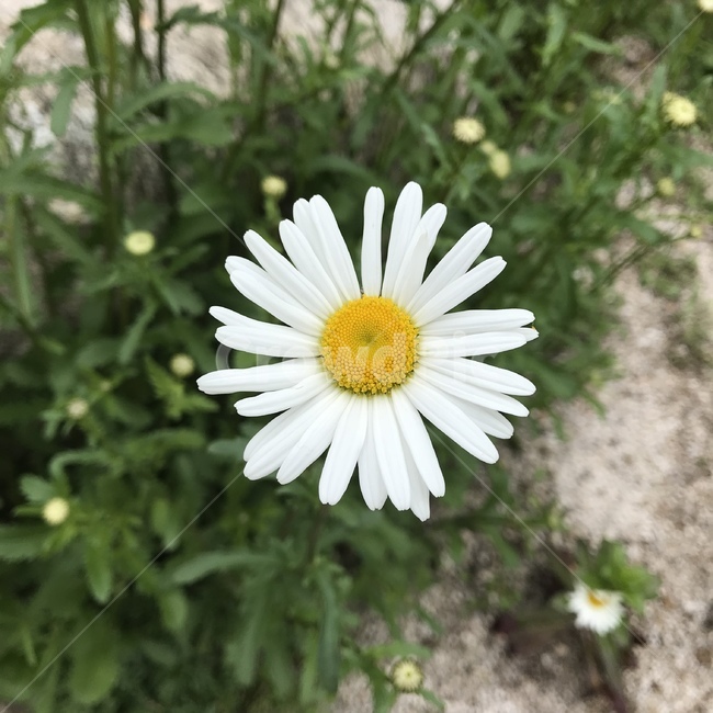 꽃,들꽃,코스모스,하얀꽃,봄,식물,자연,plants,nature,꽃,flower