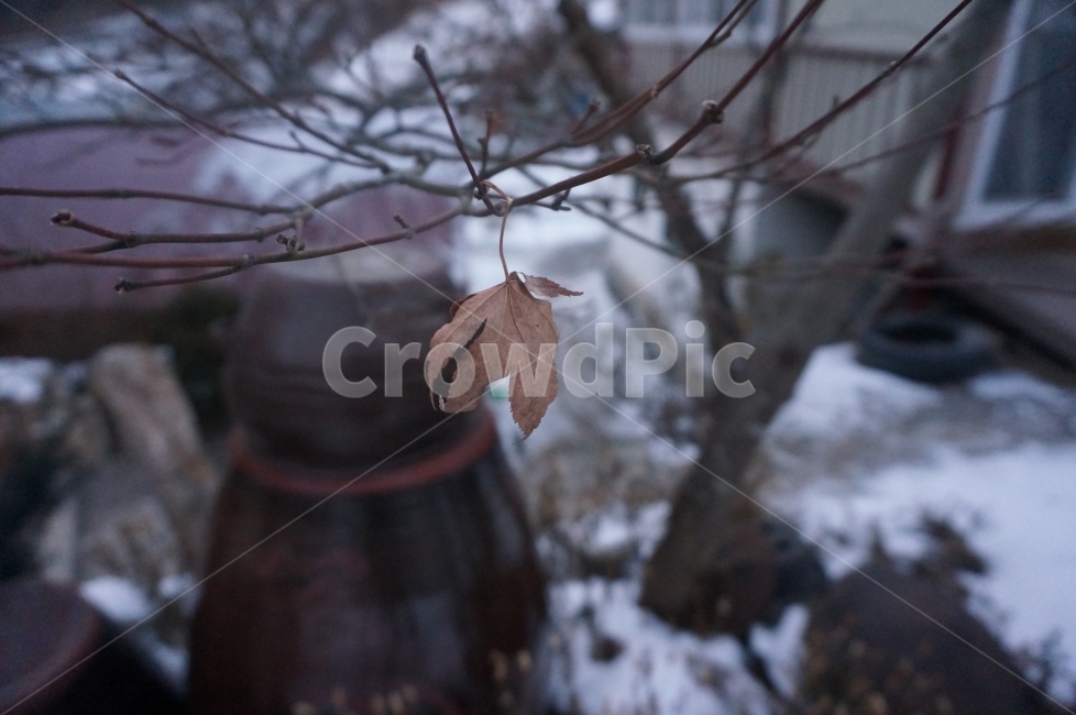 낙엽,겨울,장독대,나무,클로즈업,겨울,계절,winter,season,식물,자연,plants,nature