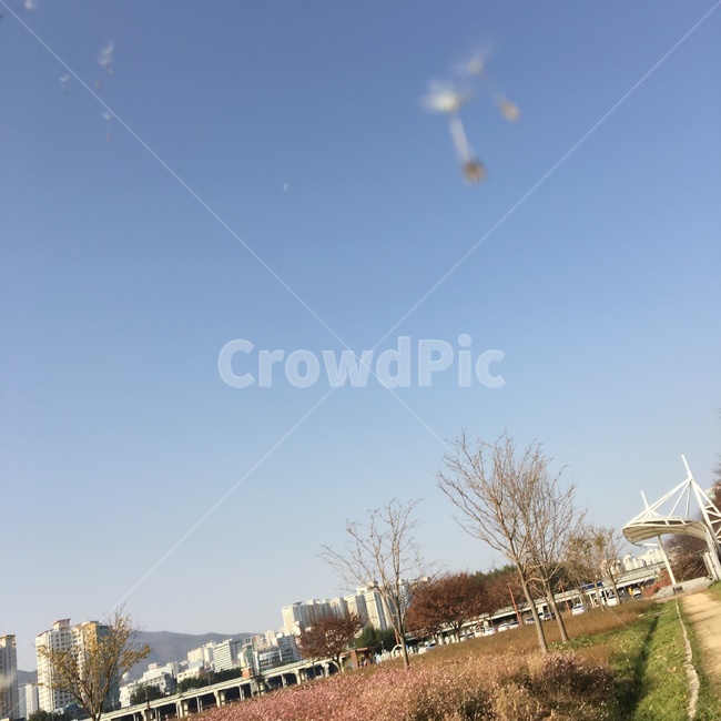 강변,태화강,민들레,꽃,하늘