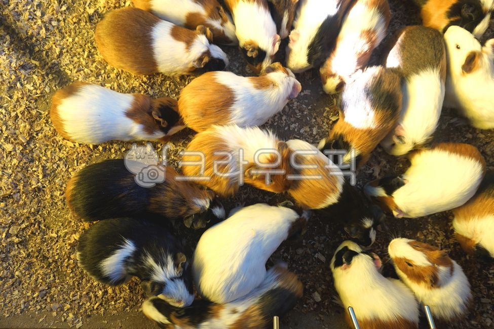 guinea pig,babies,animal Farm,minifig,mini pig