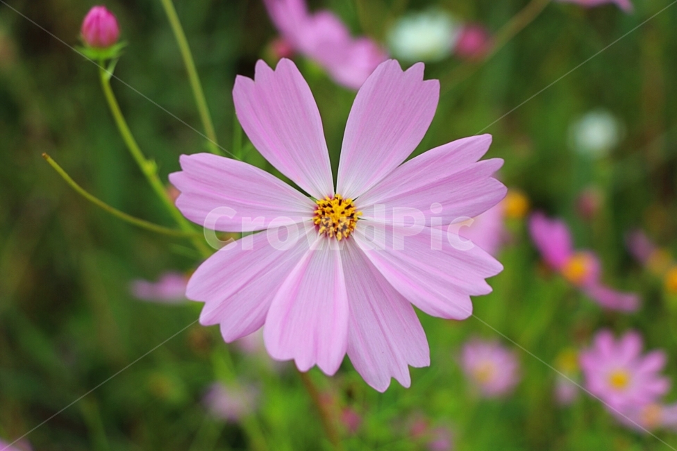 꽃,Flower,코스모스,cosmos,분홍,가을,계절,fall,autumn,season,식물,자연,plants,nature,꽃,flower,plant