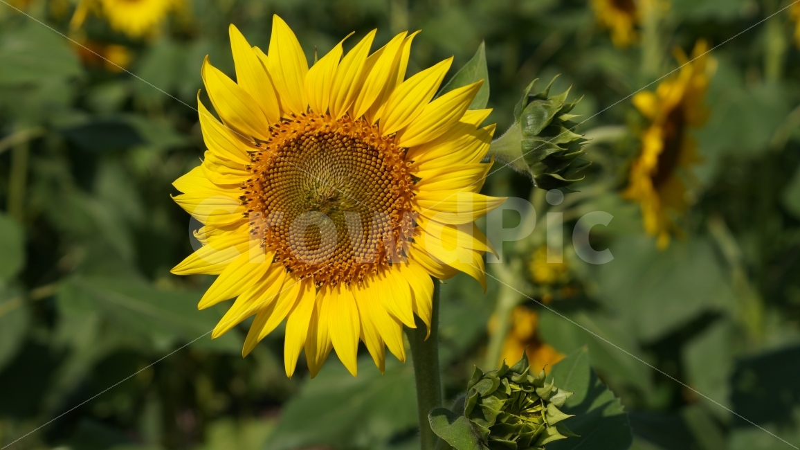 해바라기,해바라기축제,가을,꽃,식물,여름,계절,summer,season,식물,자연,plants,nature,꽃,flower,plant,blossom
