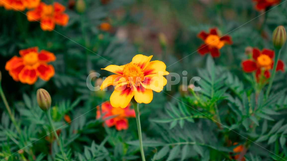 plant,식물,flower,blossom,꽃,정원,야생꽃,yellow,식물,자연,plants,nature,꽃,flower