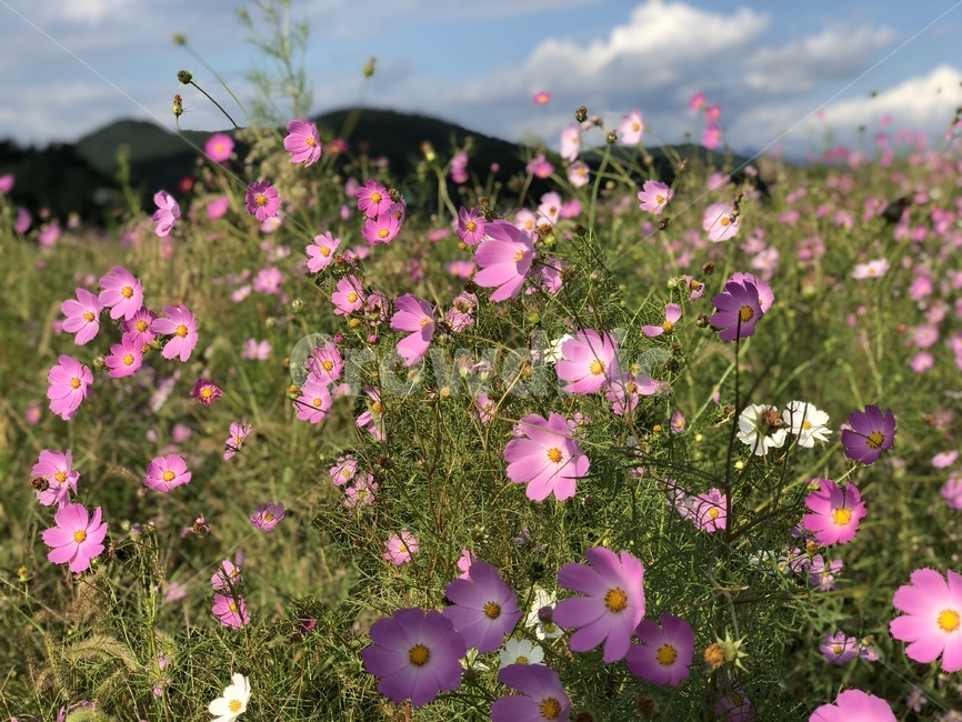 plant,식물,flower,꽃,blossom,코스모스,식물,자연,plants,nature,꽃,flower