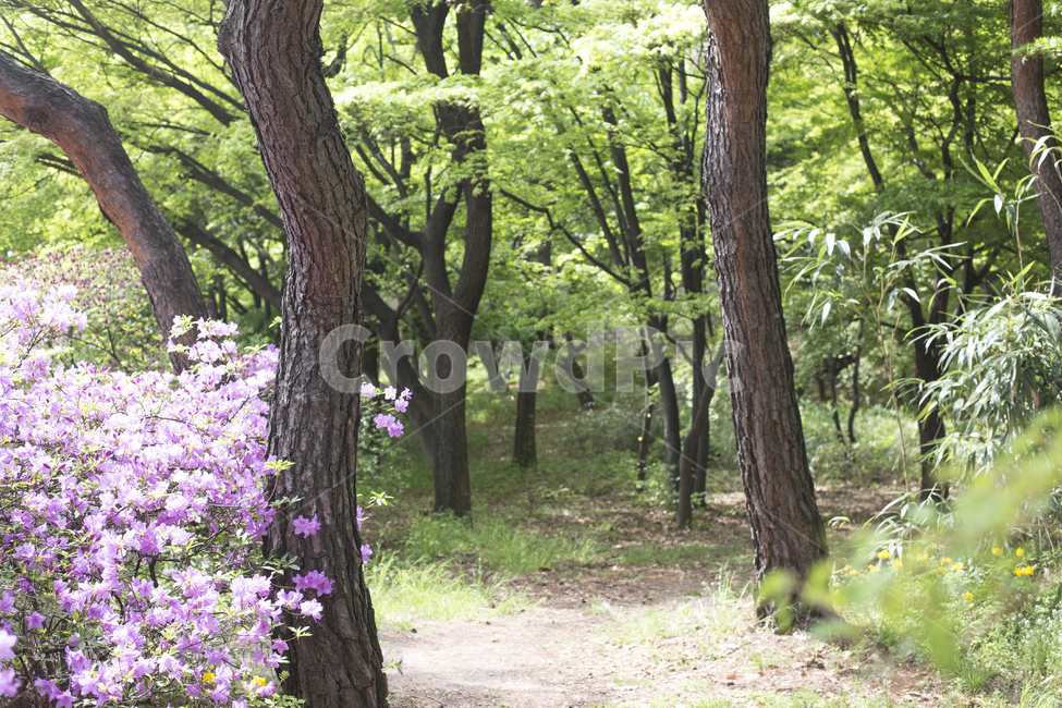 산,나무,숲,숲길,길,자연,풍경,봄