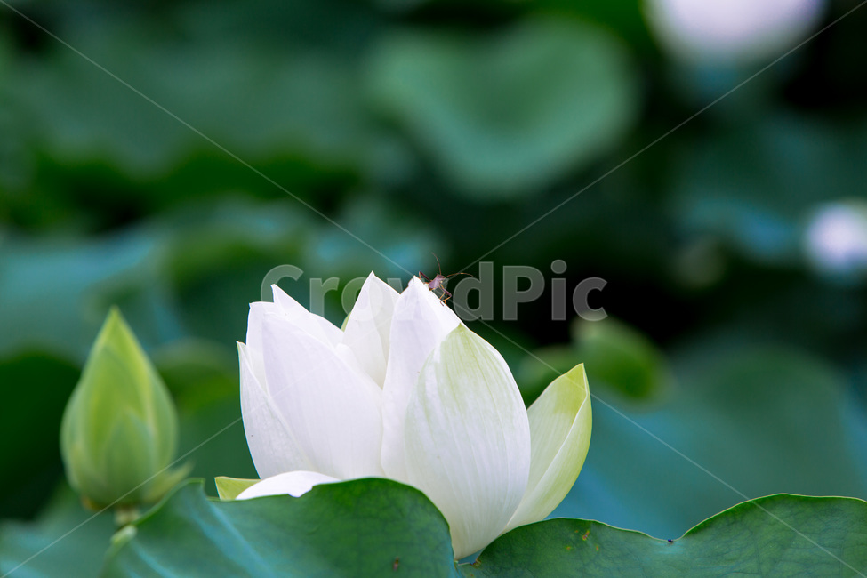 연꽃,연잎,청순,순결,자연,고결,식물,자연,plants,nature,꽃,flower,동물,animal,곤충,벌레,insect,bug
