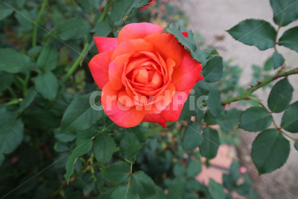 blossom,flower,꽃,rose,장미,plant,식물,빨간장미,식물,자연,plants,nature,꽃,flower