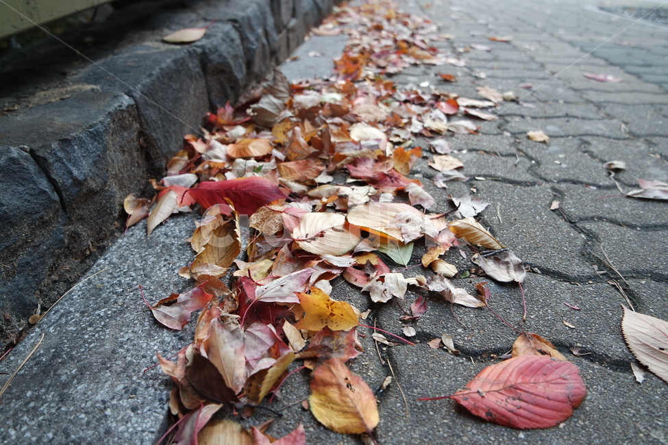 나뭇잎,잎사귀,단풍,가을,빨강,길,로드,plant,식물,leaf,잎,나무,tree,leaves,foliage,autumn,shadow,red,road,rod,가을,계절,fall,autumn,season