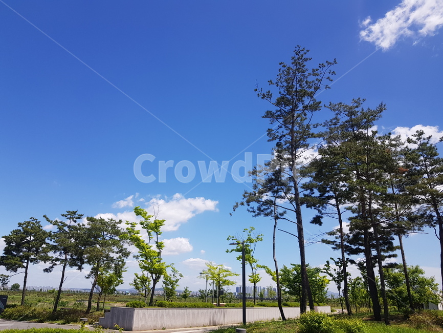 공원,하늘,나무,화창,날씨,푸른