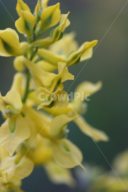 산괴불주머니,꽃,꽃사진,꿀벌,노란꽃,식물,자연,plants,nature,꽃,flower
