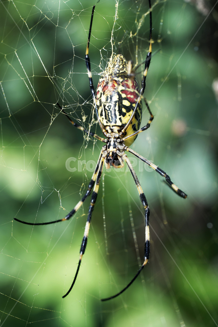 호랑거미,거미,절지동물,argiopeamoena,거미줄,담록색,동물,animal,곤충,벌레,insect,bug