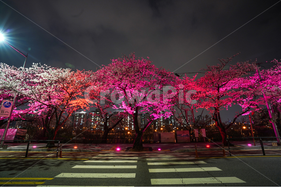 여의도,윤중로,벚꽃축제,벚꽃길,벚꽃,CherryBlossom,야경,야화,nightview,natural,landscape,식물,봄,배경,자연,서울벚꽃,서울명소,힐링,spring,하얀꽃,splendor,화사,flowers,나무,trees,wood,축제,봄,계절,spring,season,야경,밤,풍경,nightscape,night,landscape,도시,city,한국도시풍경,한국도시경관,korea cityscape,asphalt,아스팔트,road,도로