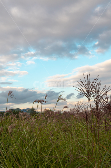하늘공원,억새,하늘,풍경,공원,구름,배경화면,sky,landscape,blue,cloud,가을,계절,fall,autumn,season,자연,풍경,nature,landscape,grass,잔디,plant,식물,lawn,reed,갈대