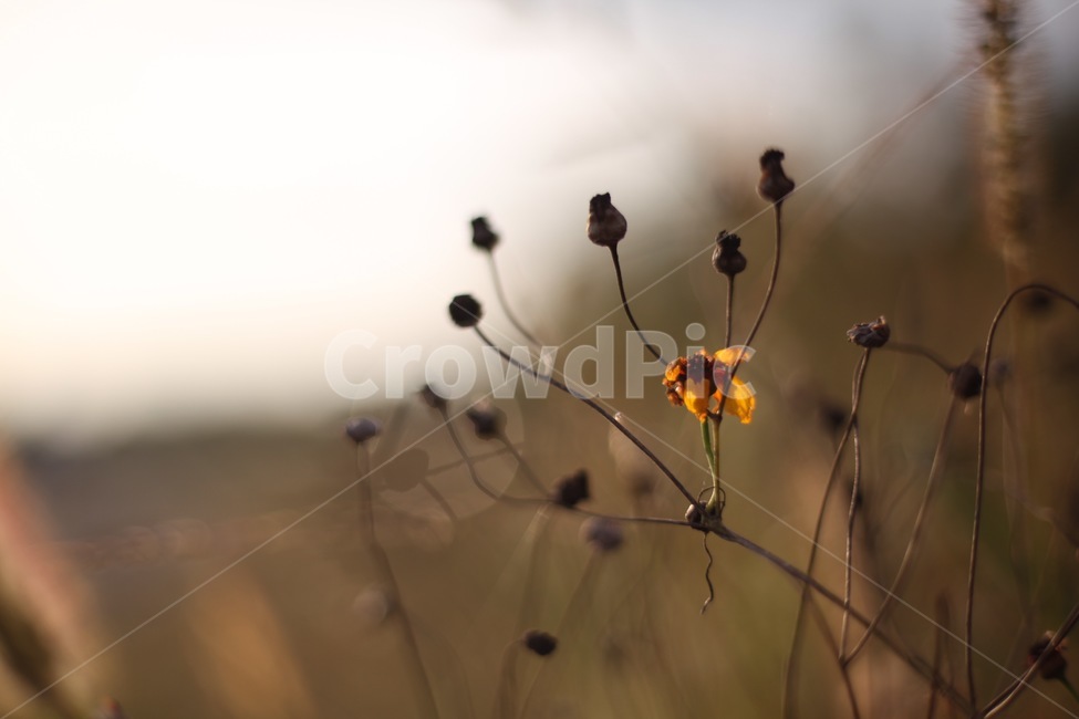 꽃,꽃봉오리,식물,풀,자연,식물,자연,plants,nature