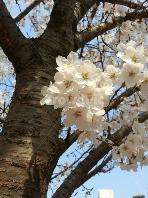봄,spring,벚꽃,cherryblossoms,나무,tree,한국,korea,분위기있는,예쁜,beautiful,빛