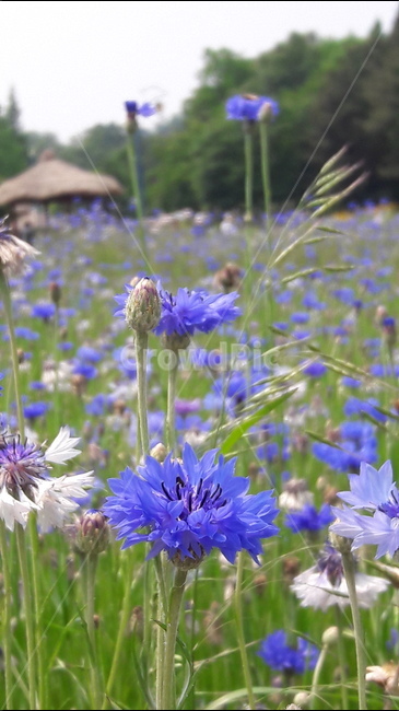 인천대공원,어울정원,수레국화,원두막,행복,식물,자연,plants,nature,꽃,flower
